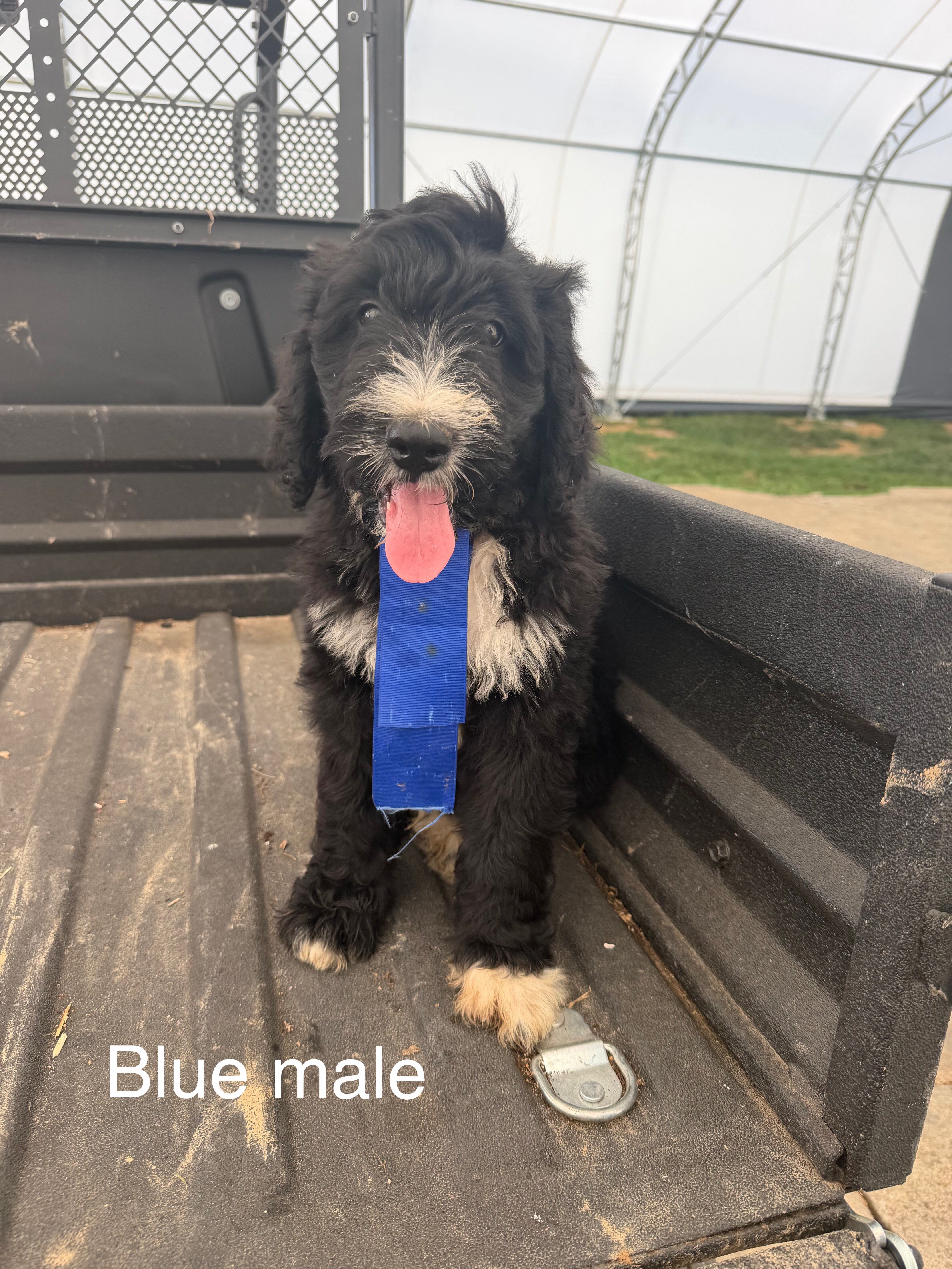 Standard bernedoodle pups image 1