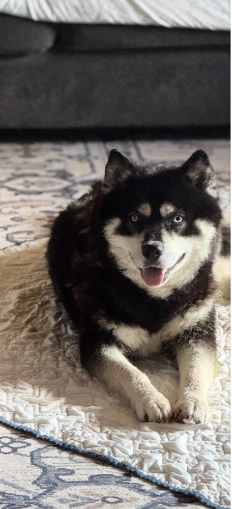 AKC Spayed Siberian Husky image 4