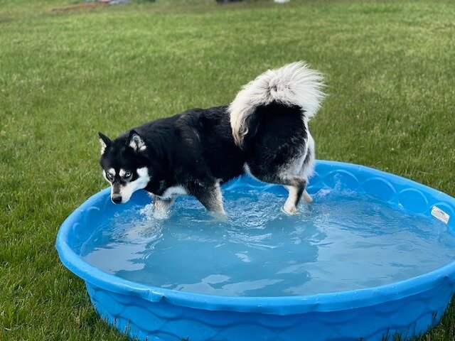 AKC Spayed Siberian Husky image 3