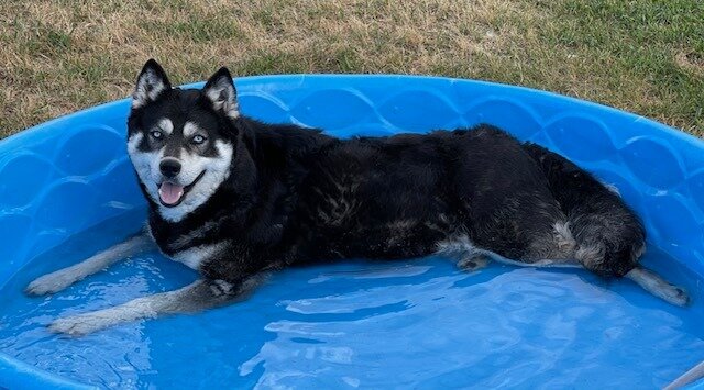 AKC Spayed Siberian Husky image 2
