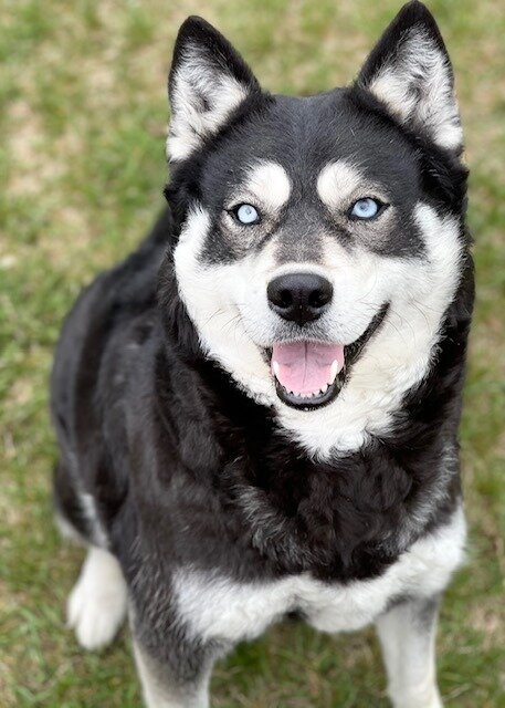 AKC Spayed Siberian Husky image 1