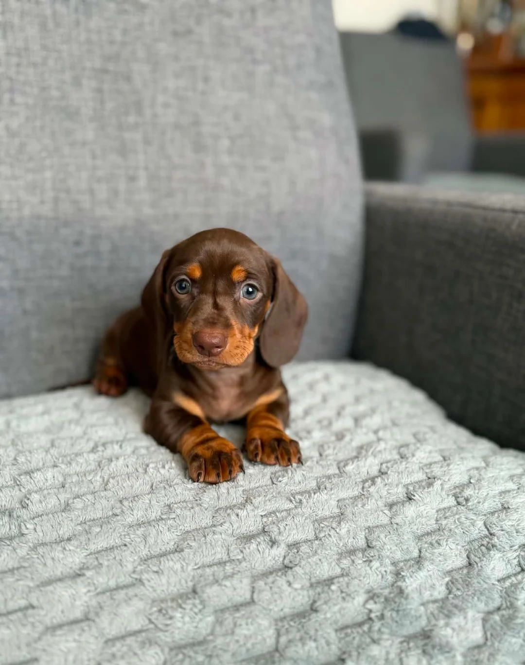 Dachshund Puppy image 1