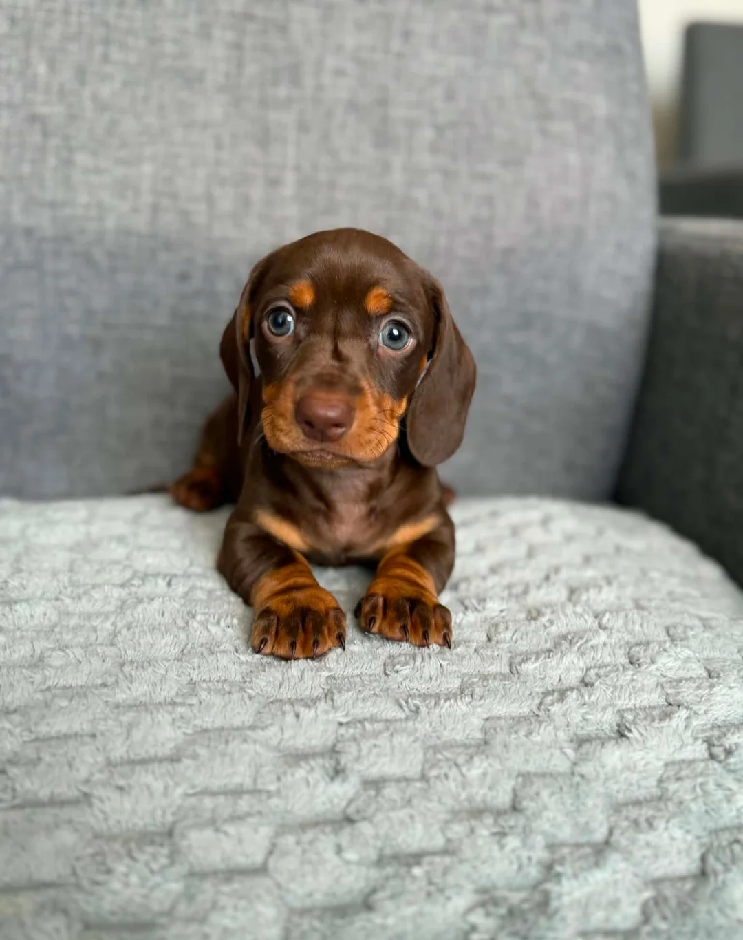 Dachshund Puppy image 2