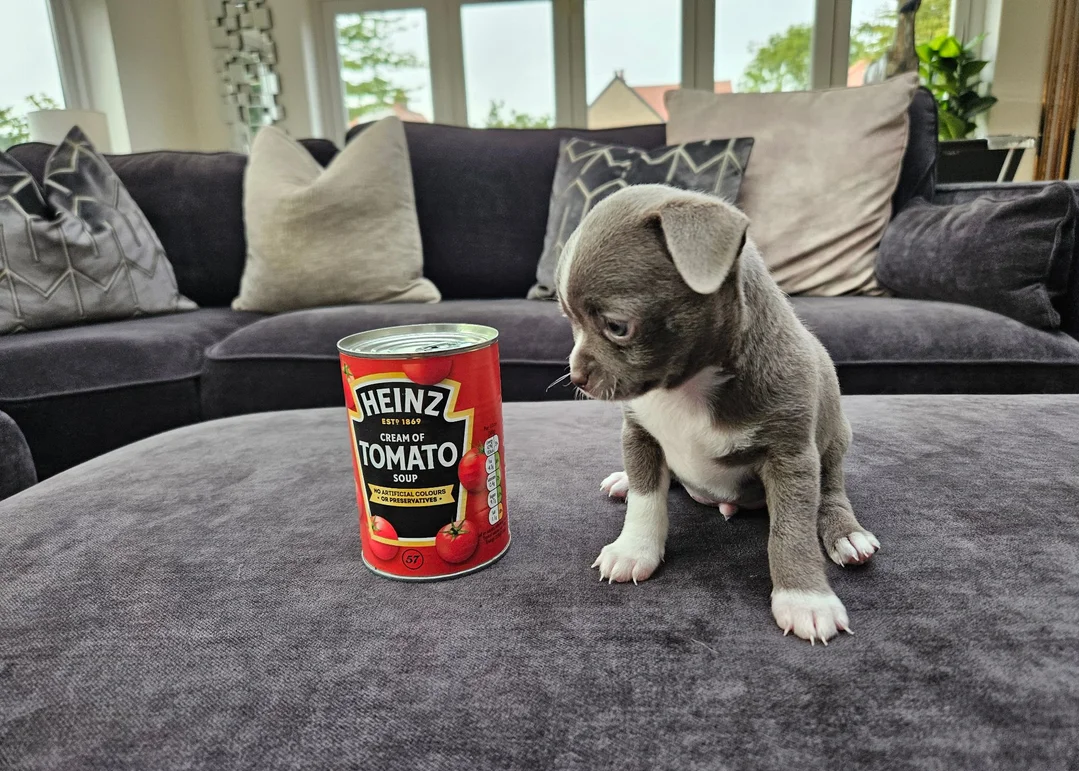 Chihuahua Puppy image 1