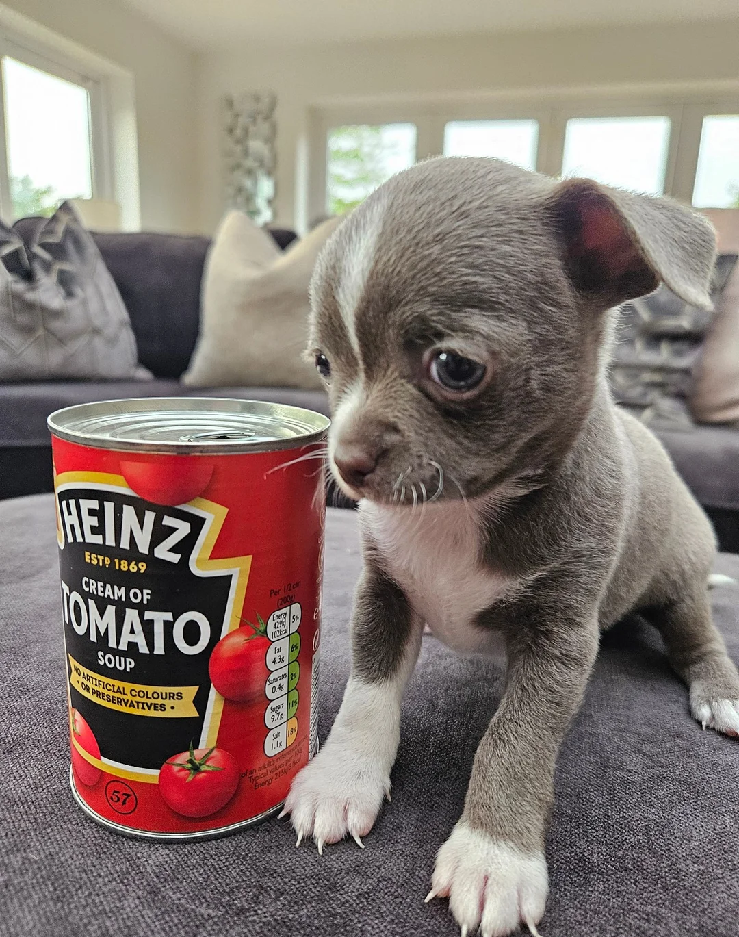 Chihuahua Puppy image 2