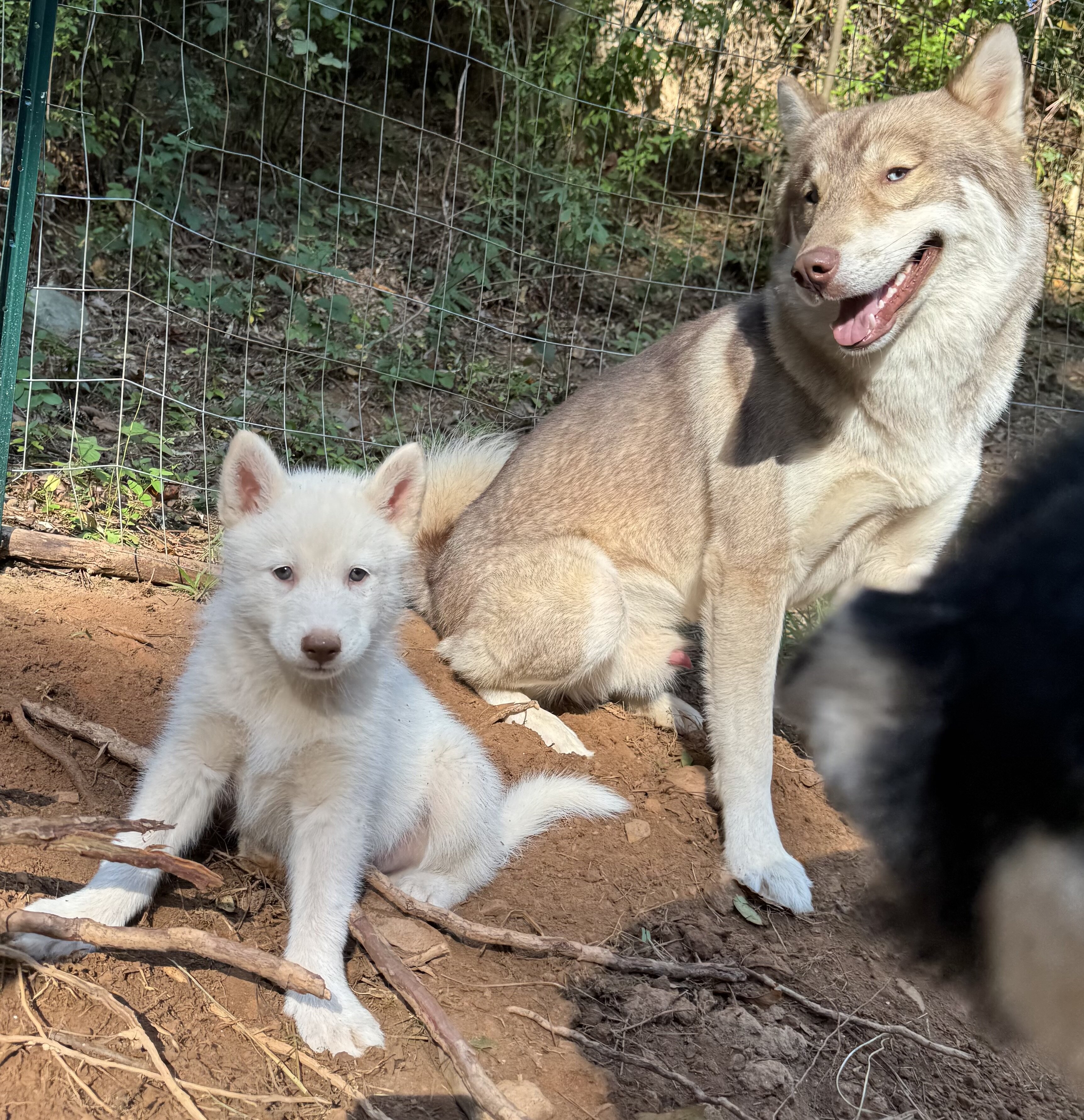 Husky pup image 1