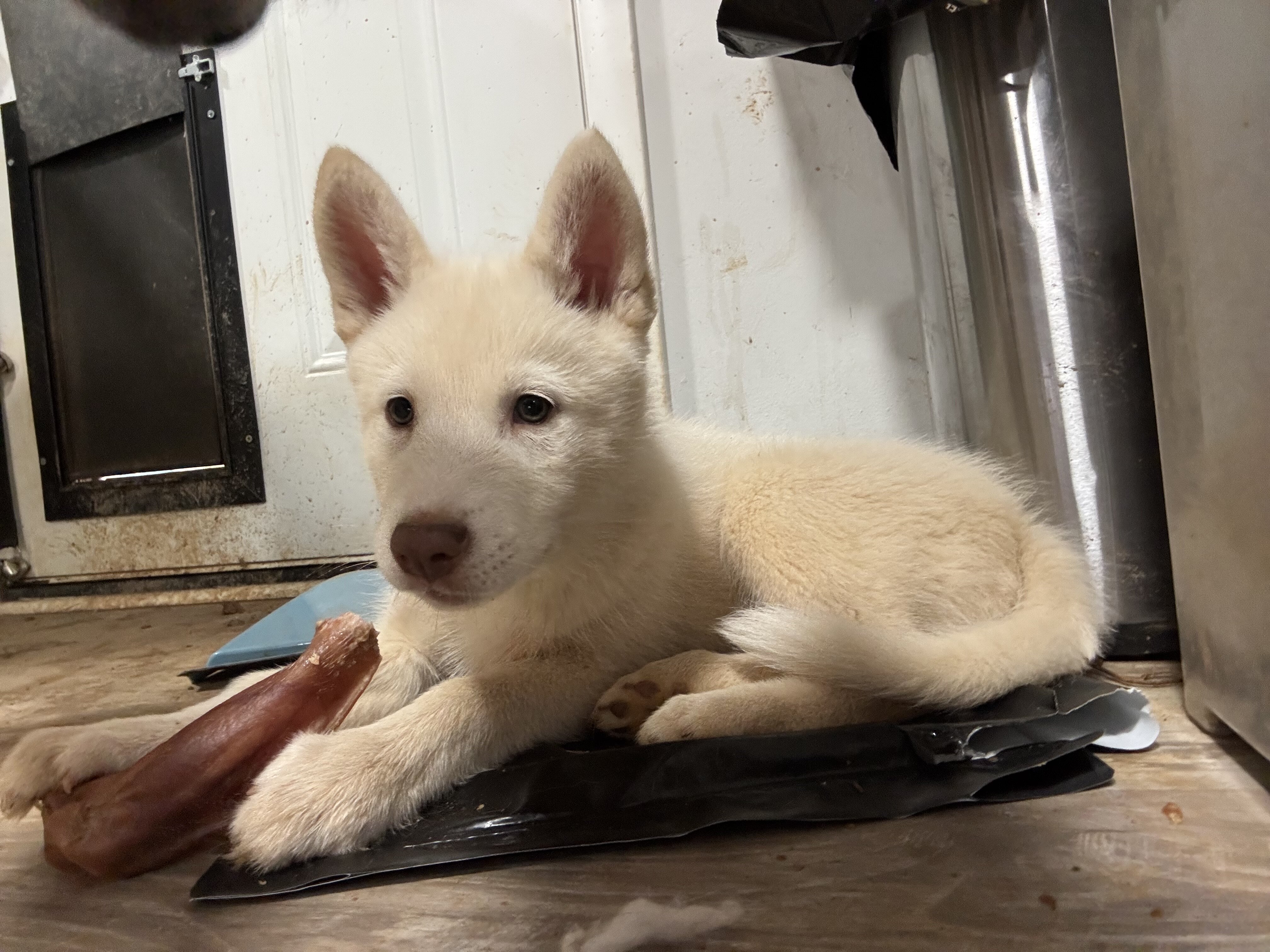 Husky pup image 2
