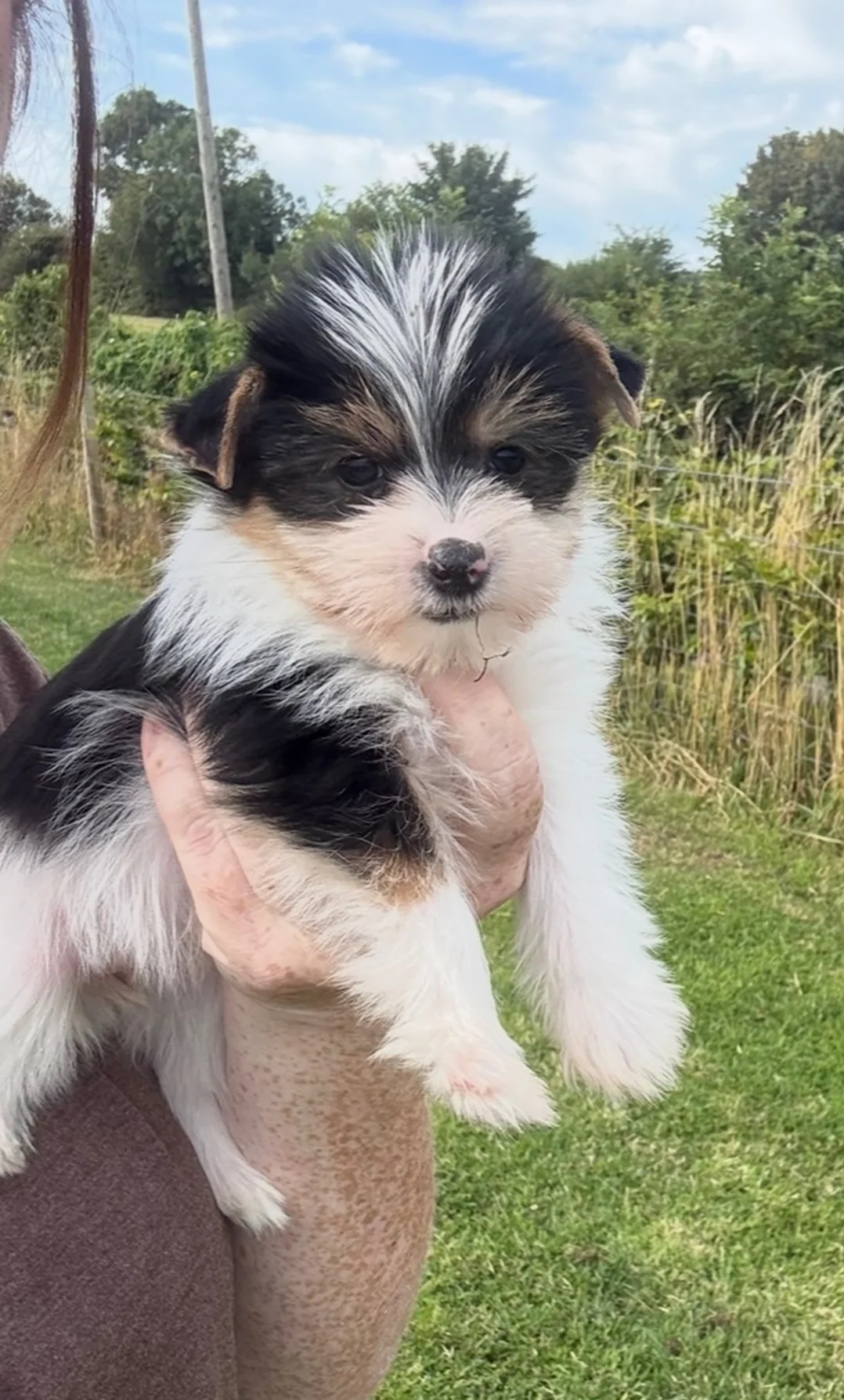Yorkshire Terrier image 1
