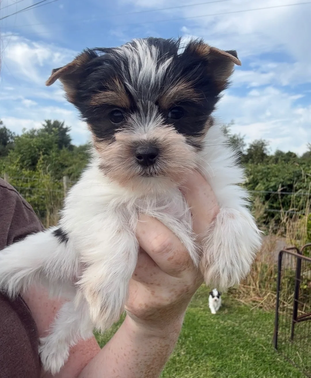 Yorkshire Terrier image 2
