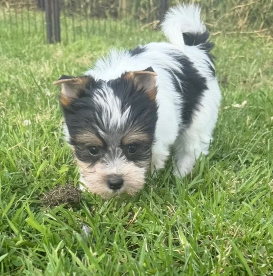 Yorkshire Terrier image 3