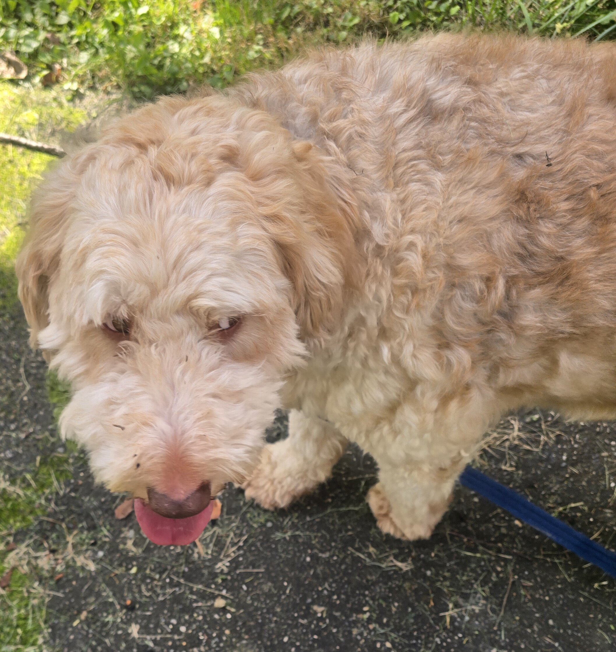 Aussiedoodle image 5
