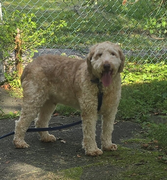 Aussiedoodle image 4