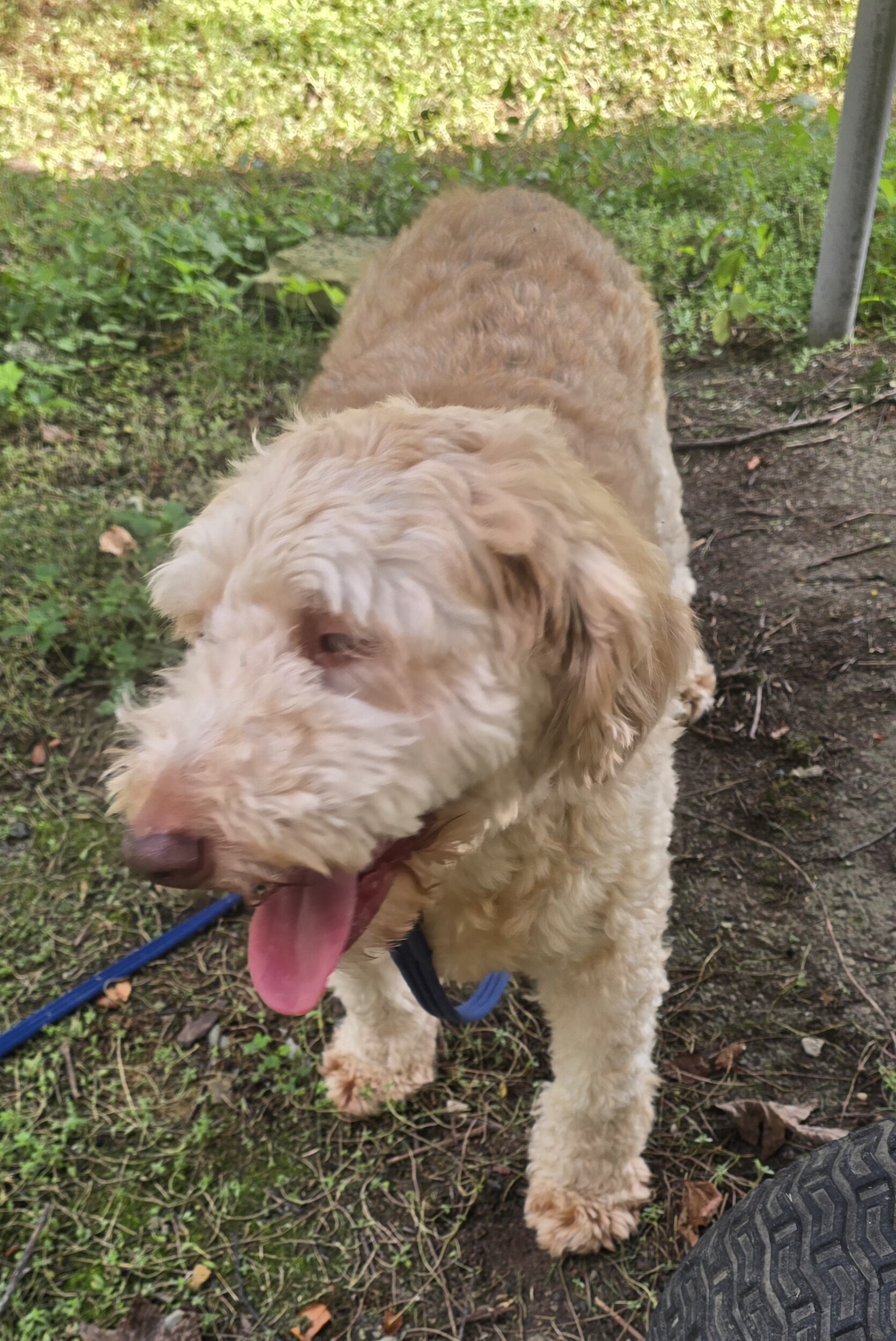 Aussiedoodle image 3
