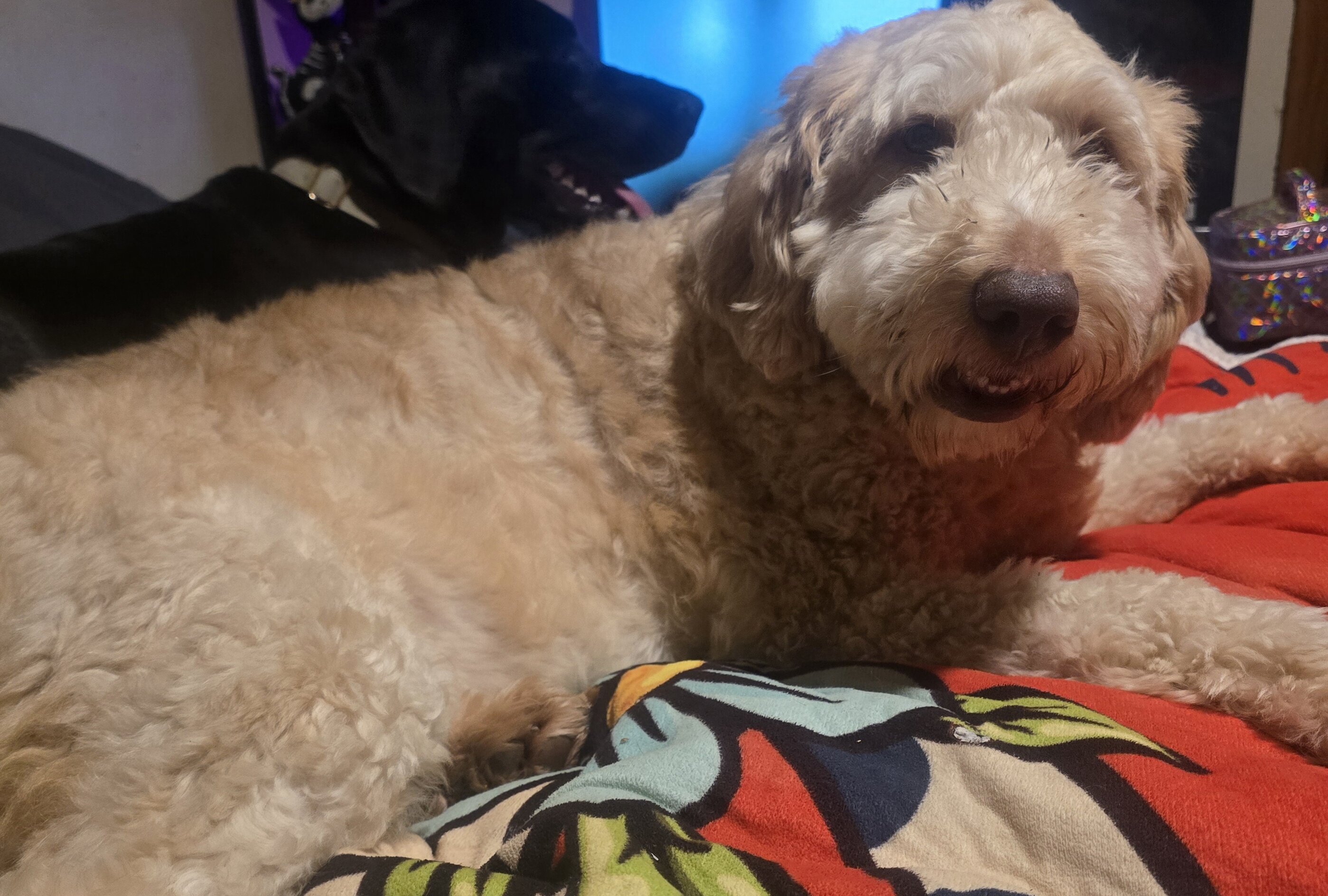 Aussiedoodle image 2