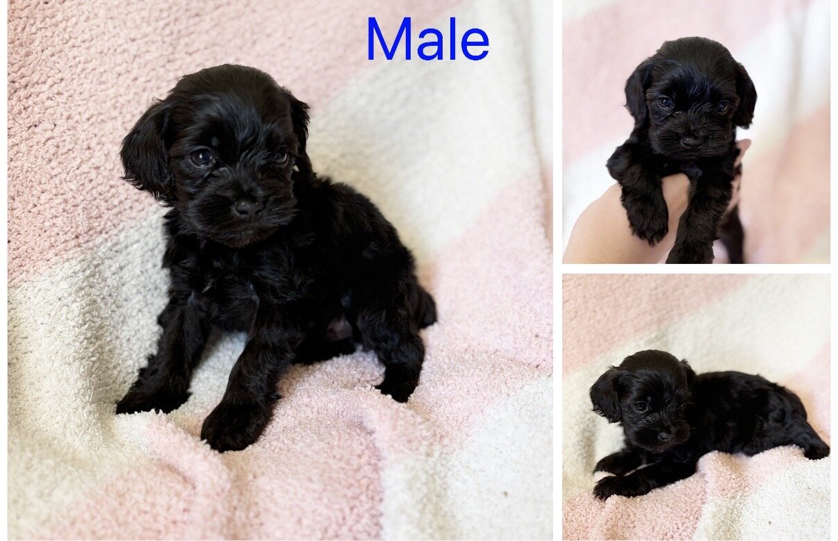 Cockapoo image 5