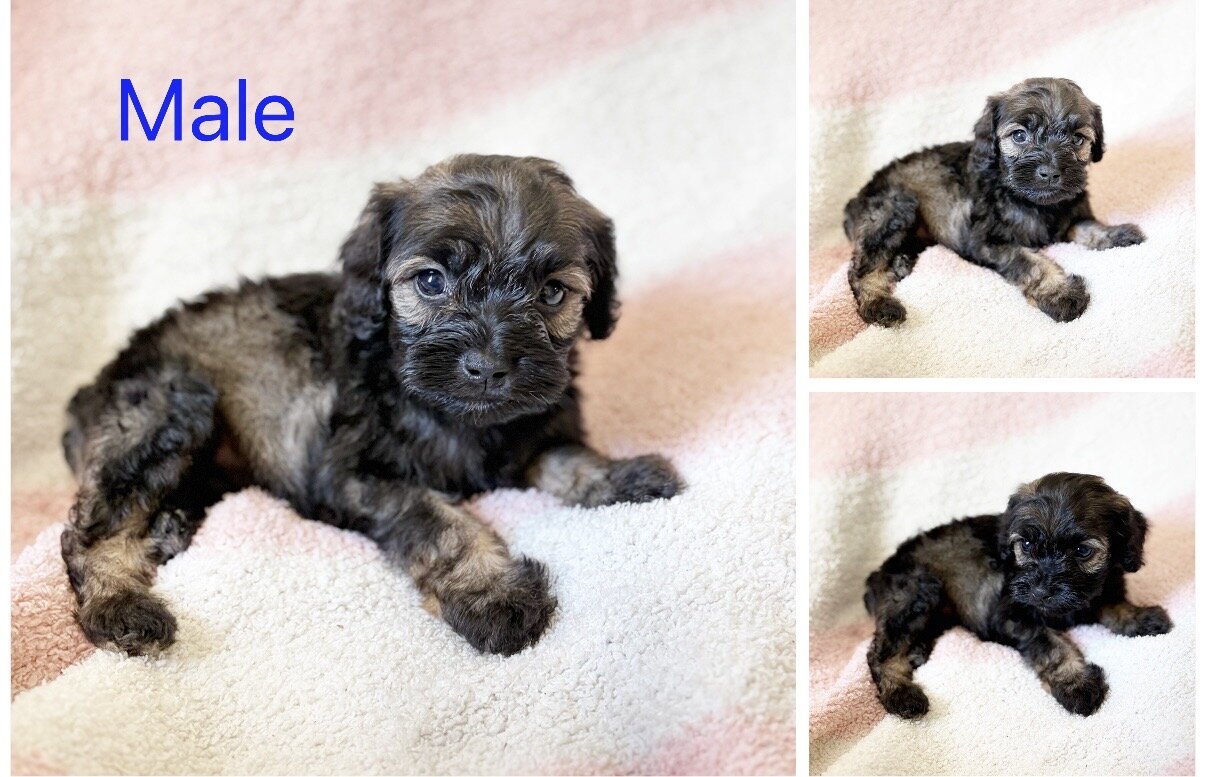 Cockapoo image 6