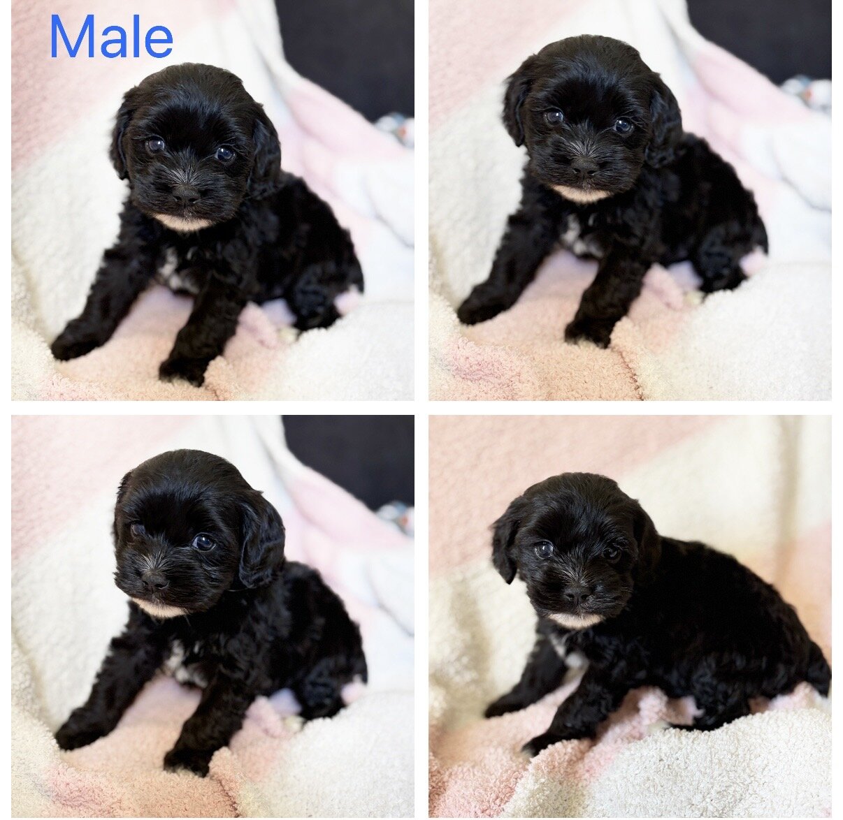 Cockapoo image 1