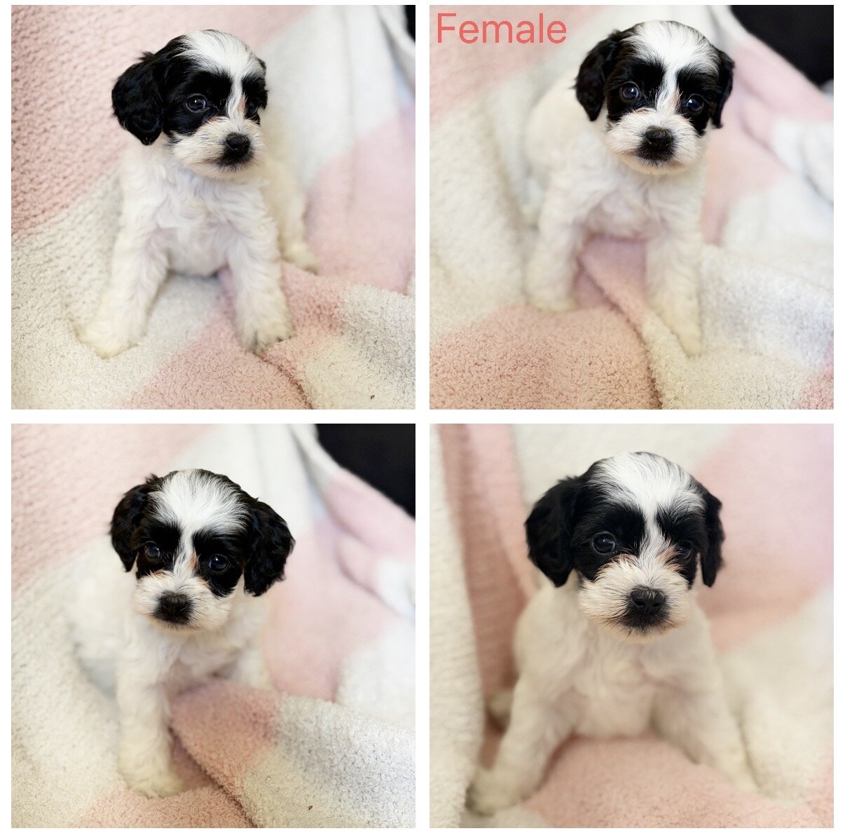 Cockapoo image 2