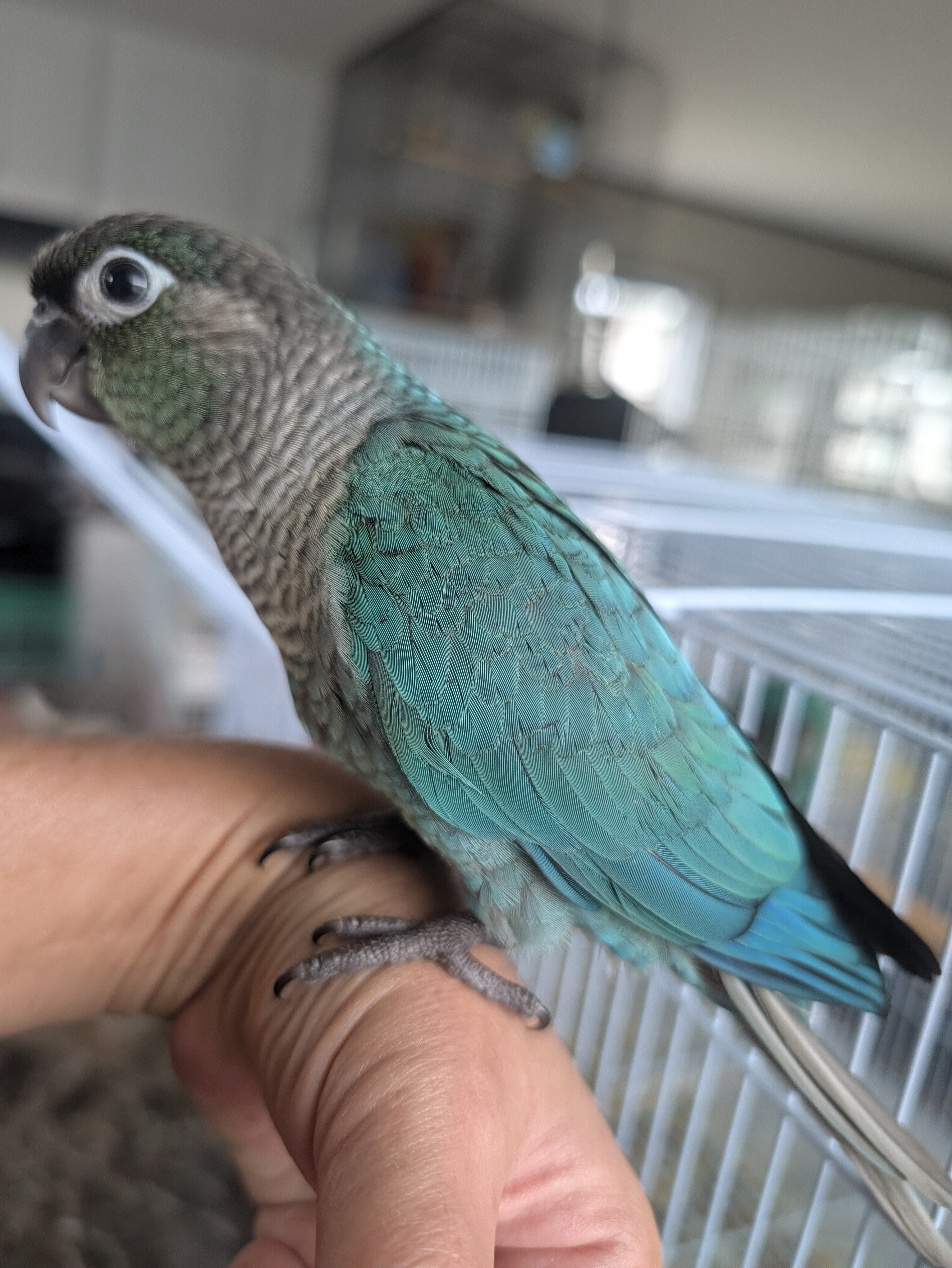 Hand-fed Baby Turquoise Green Cheek Conure image 1