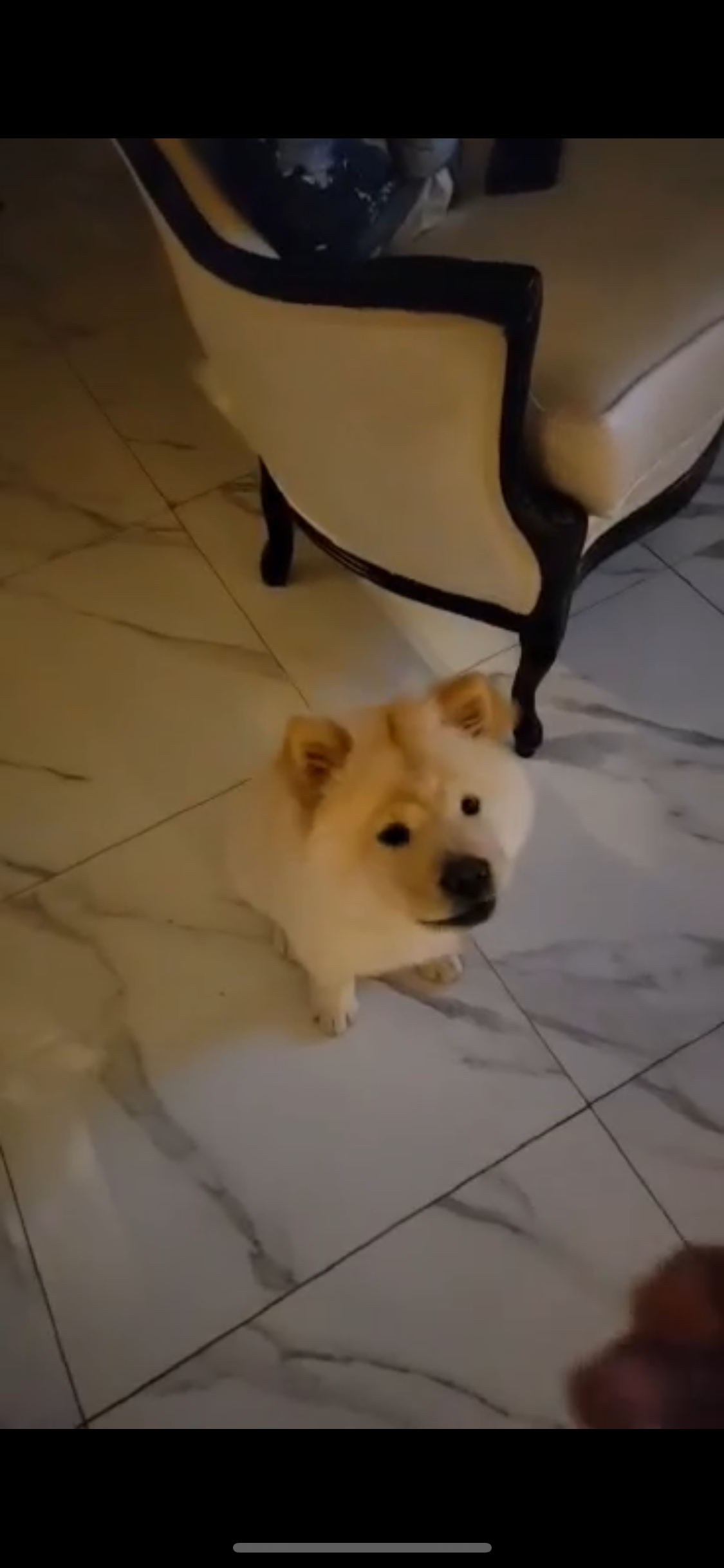 Chow chow image 5