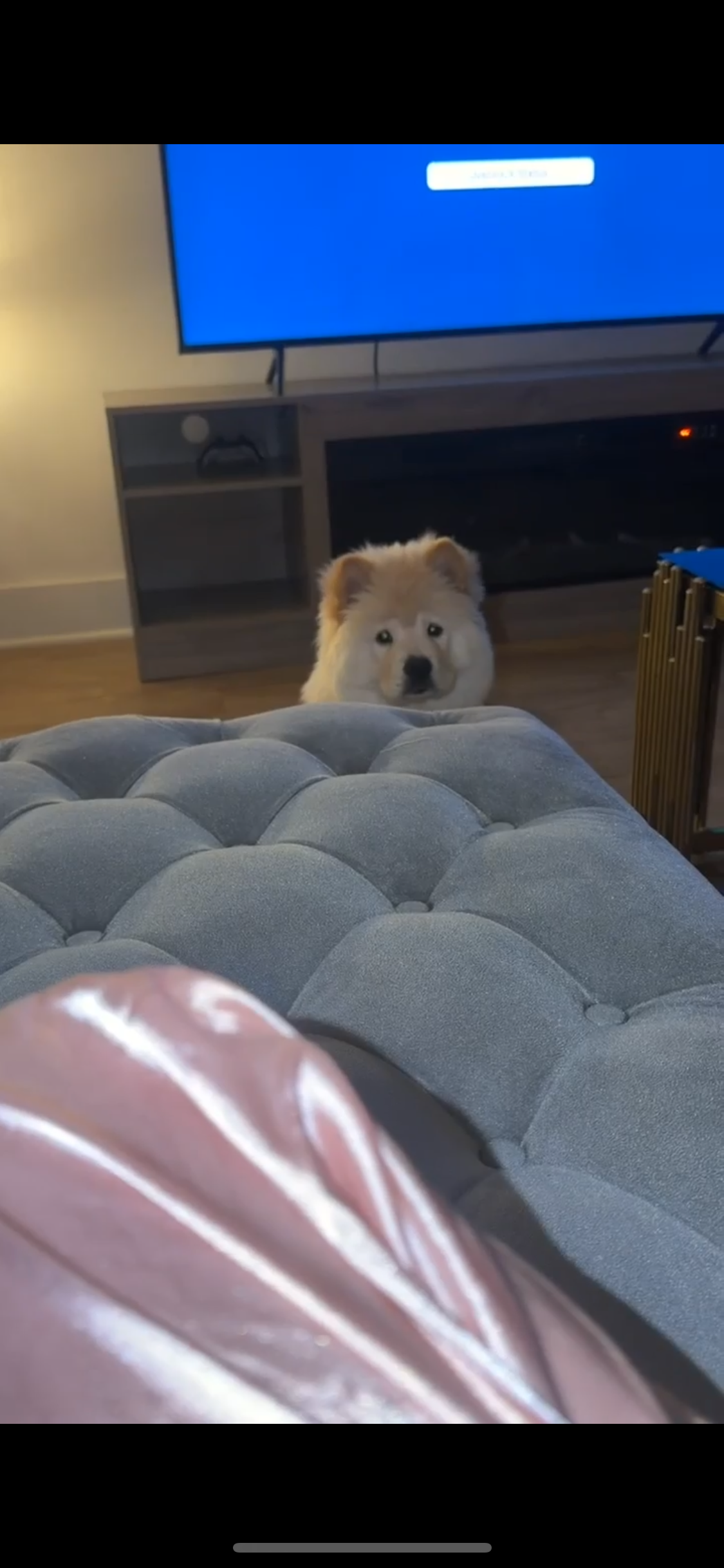 Chow chow image 3