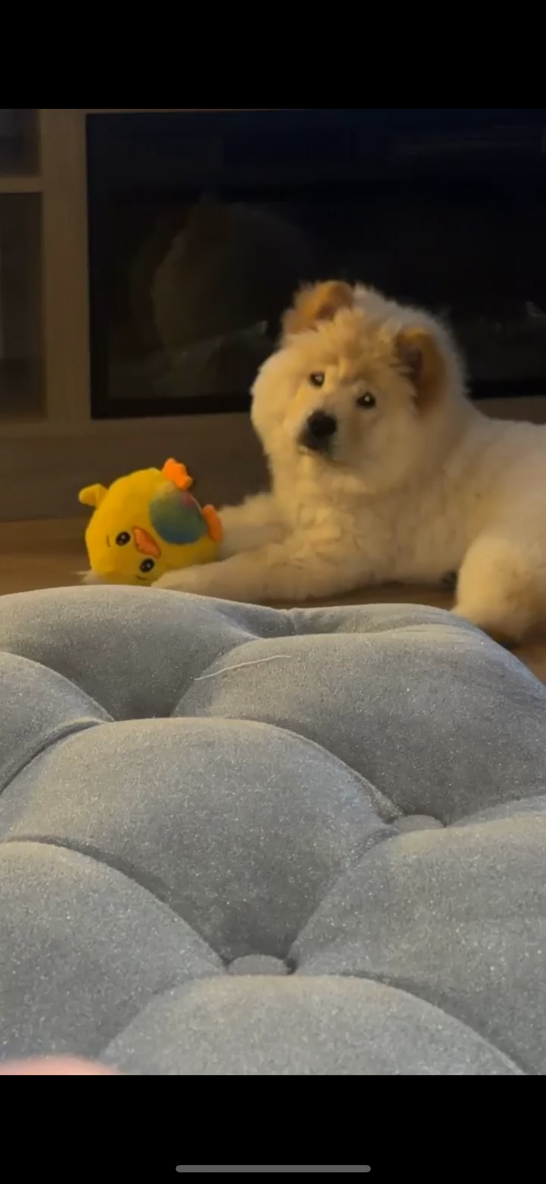 Chow chow image 2