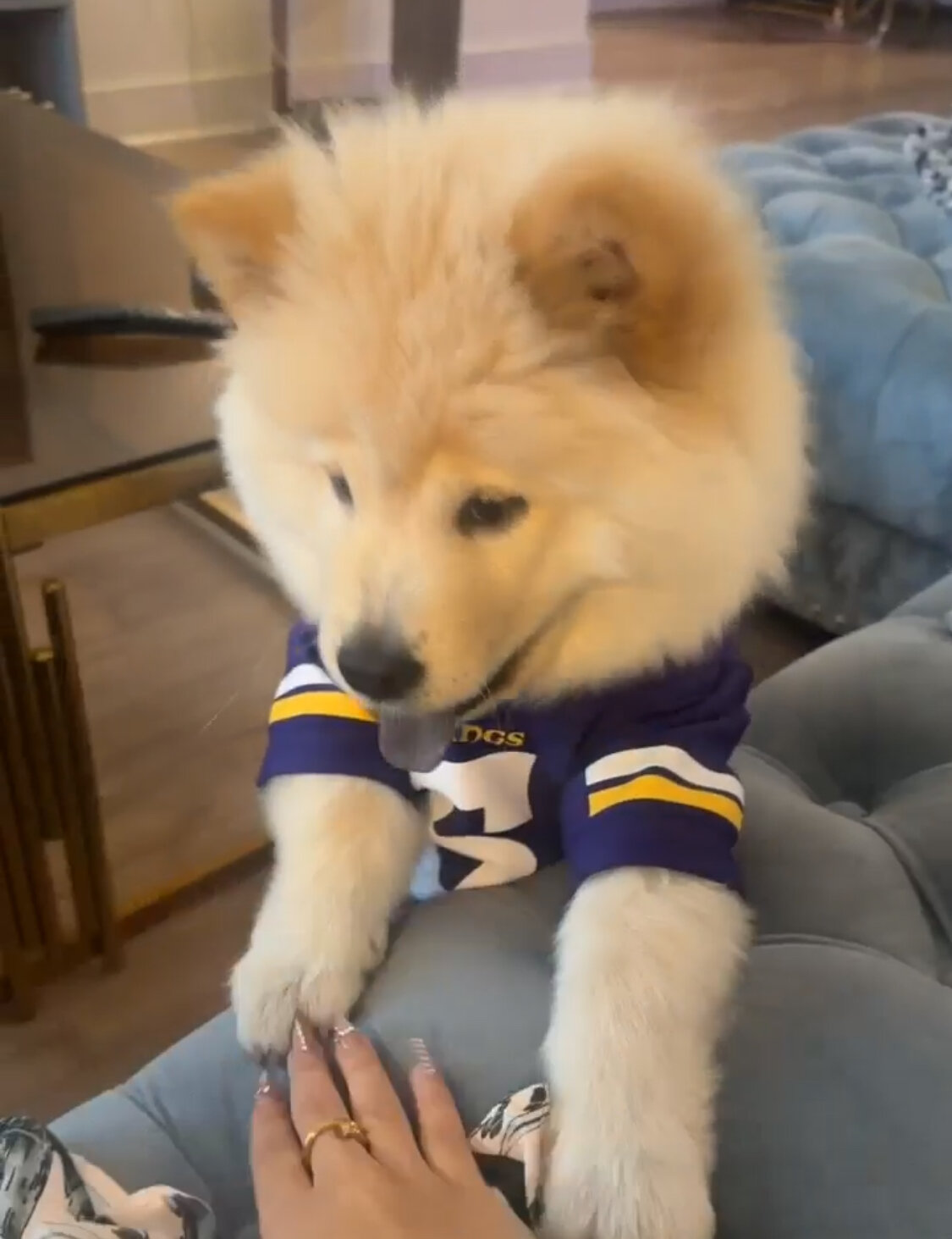 Chow chow image 1
