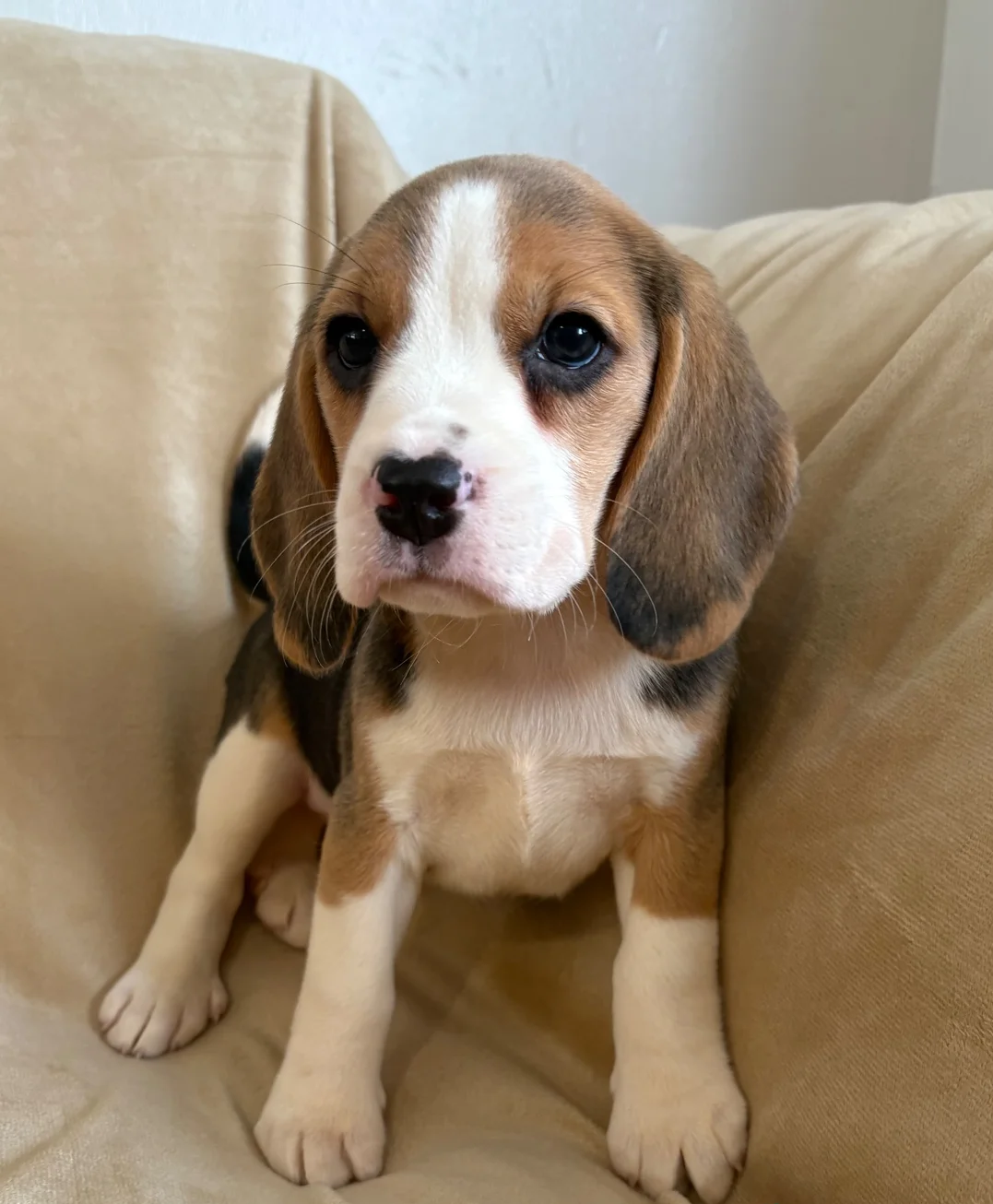 Beagle Puppies image 2