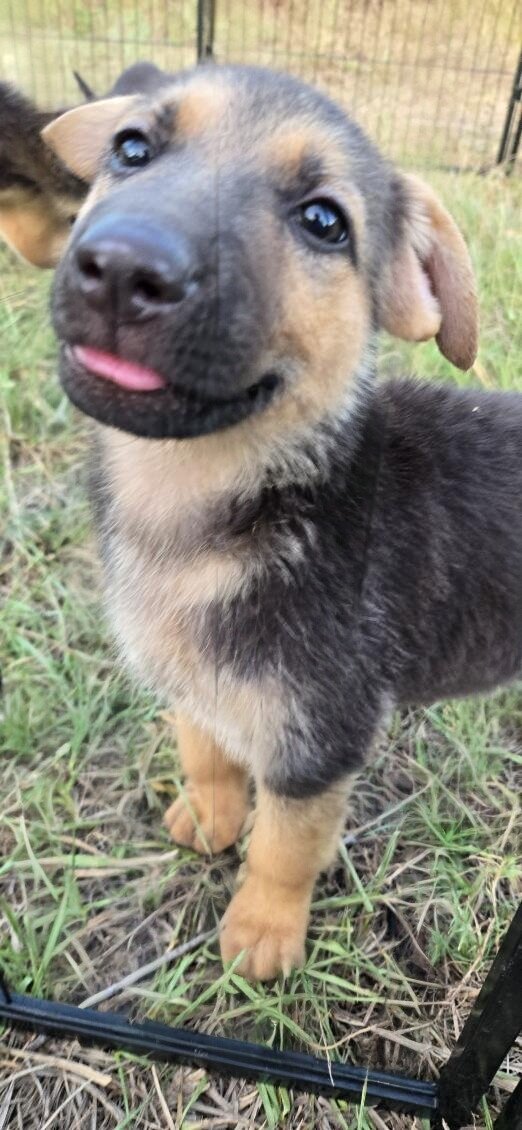 German shepherd puppies image 1
