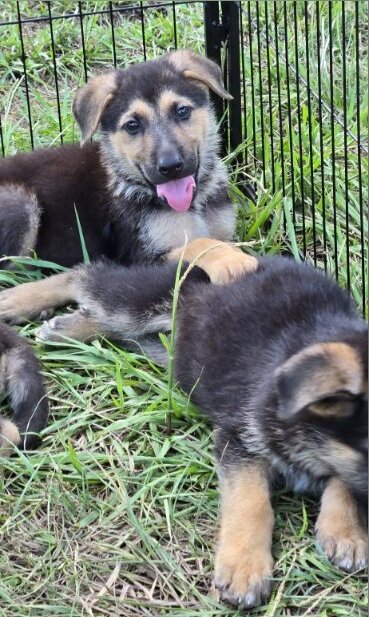 German shepherd puppies image 3