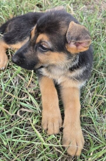 German shepherd puppies image 2