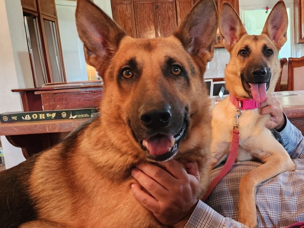 German shepherd puppies image 5