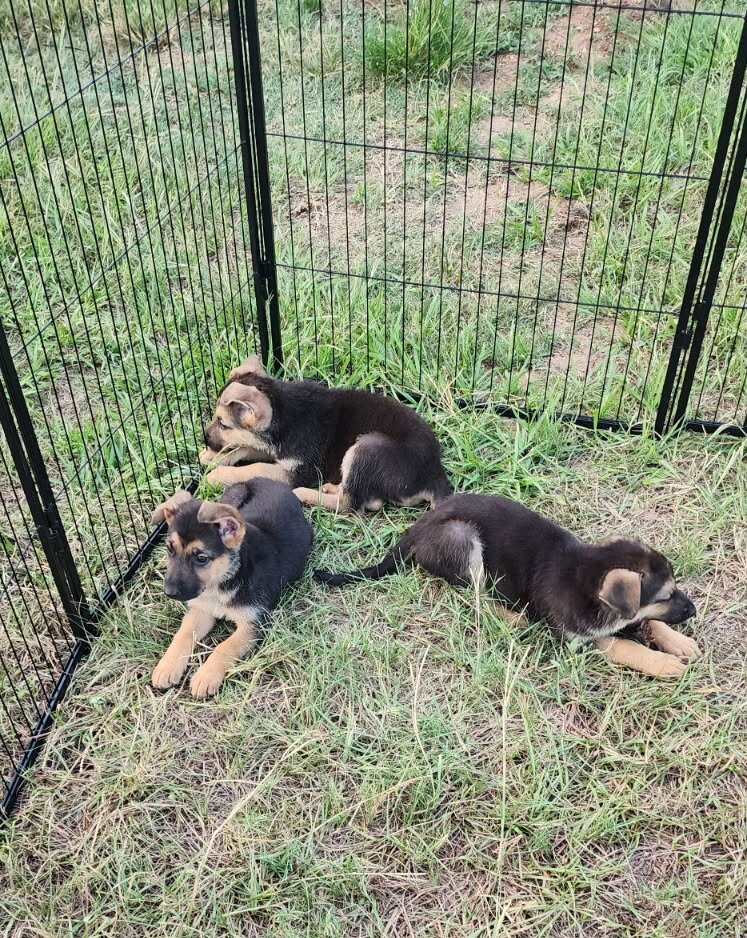 German shepherd puppies image 4