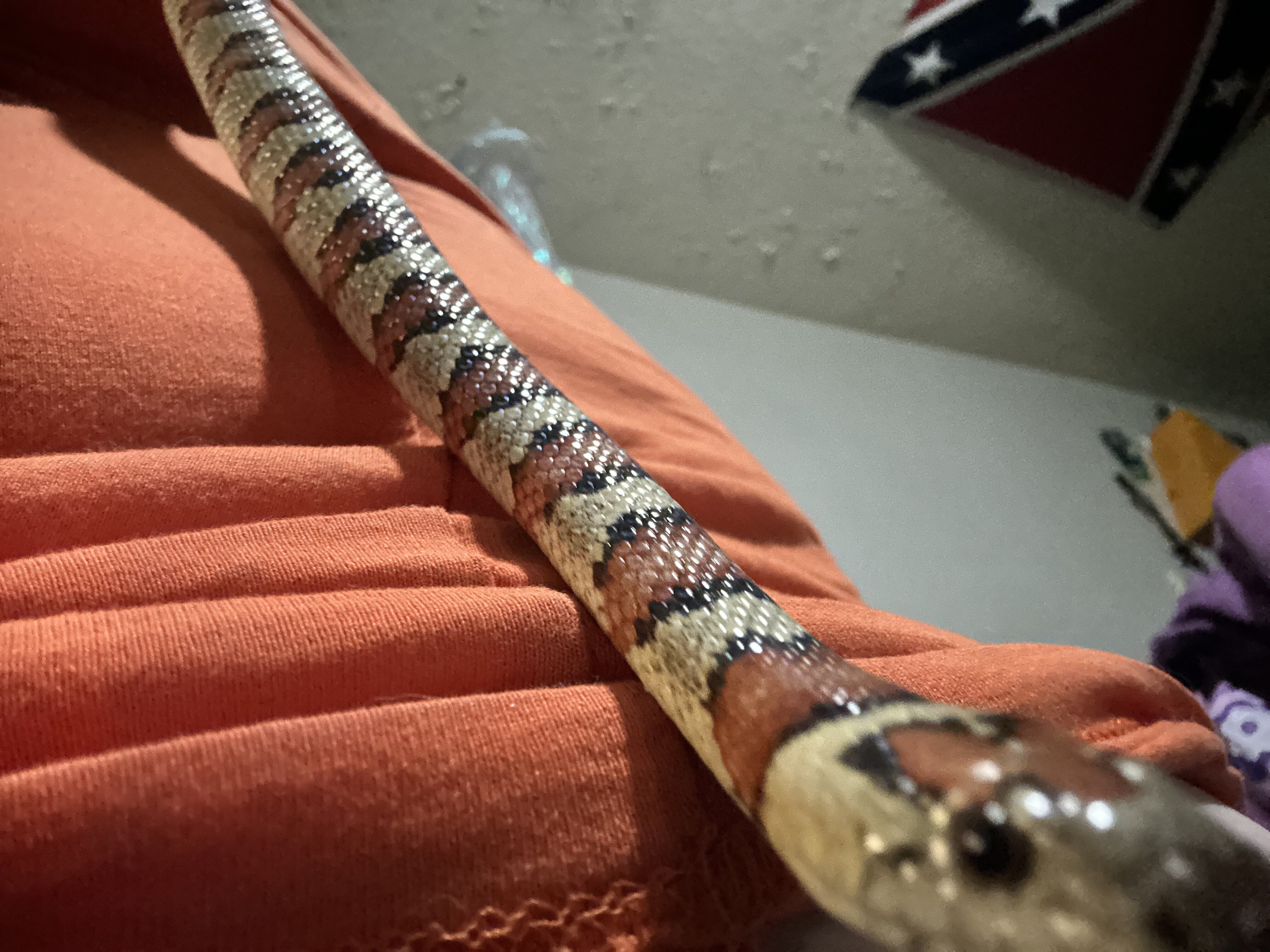 king snake with enclosure image 1