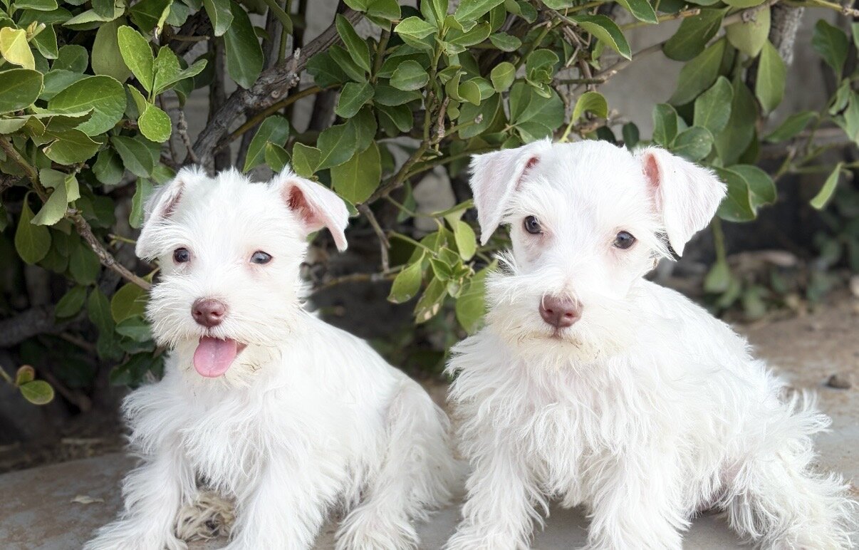 Schnauzer puppies image 9