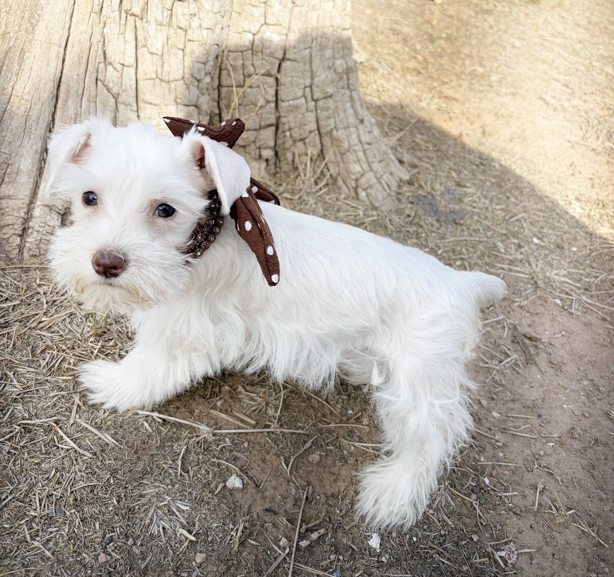 Schnauzer puppies image 8