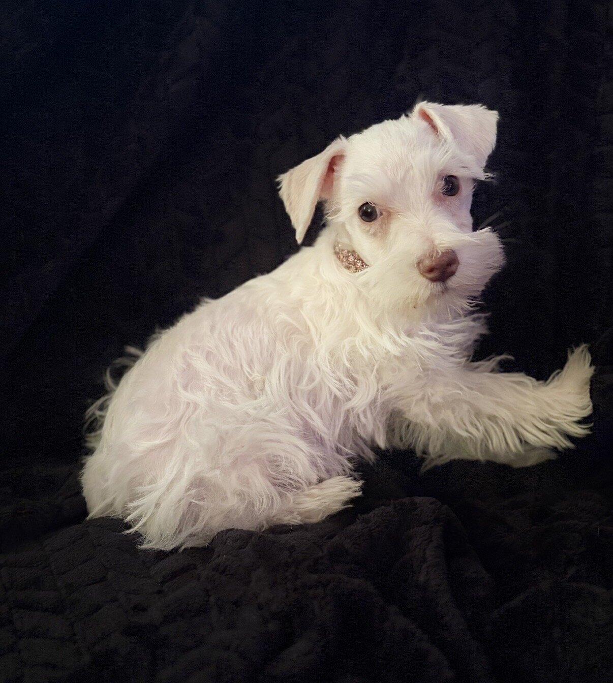 Schnauzer puppies image 7