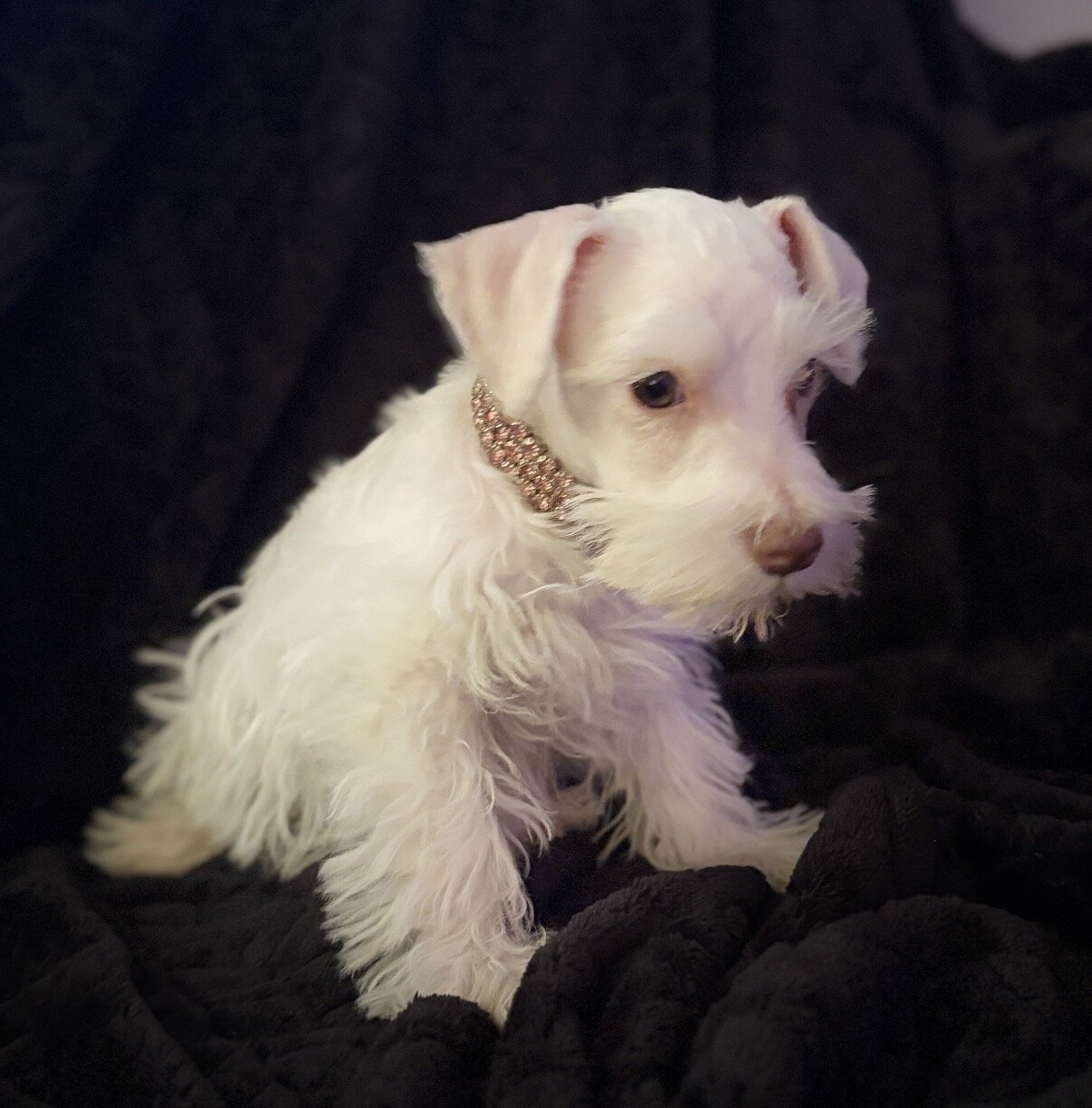 Schnauzer puppies image 6