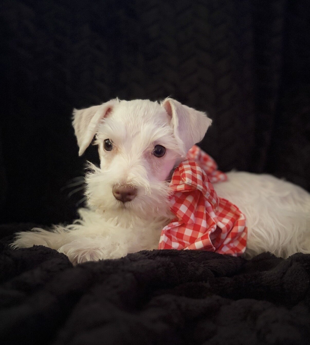 Schnauzer puppies image 5