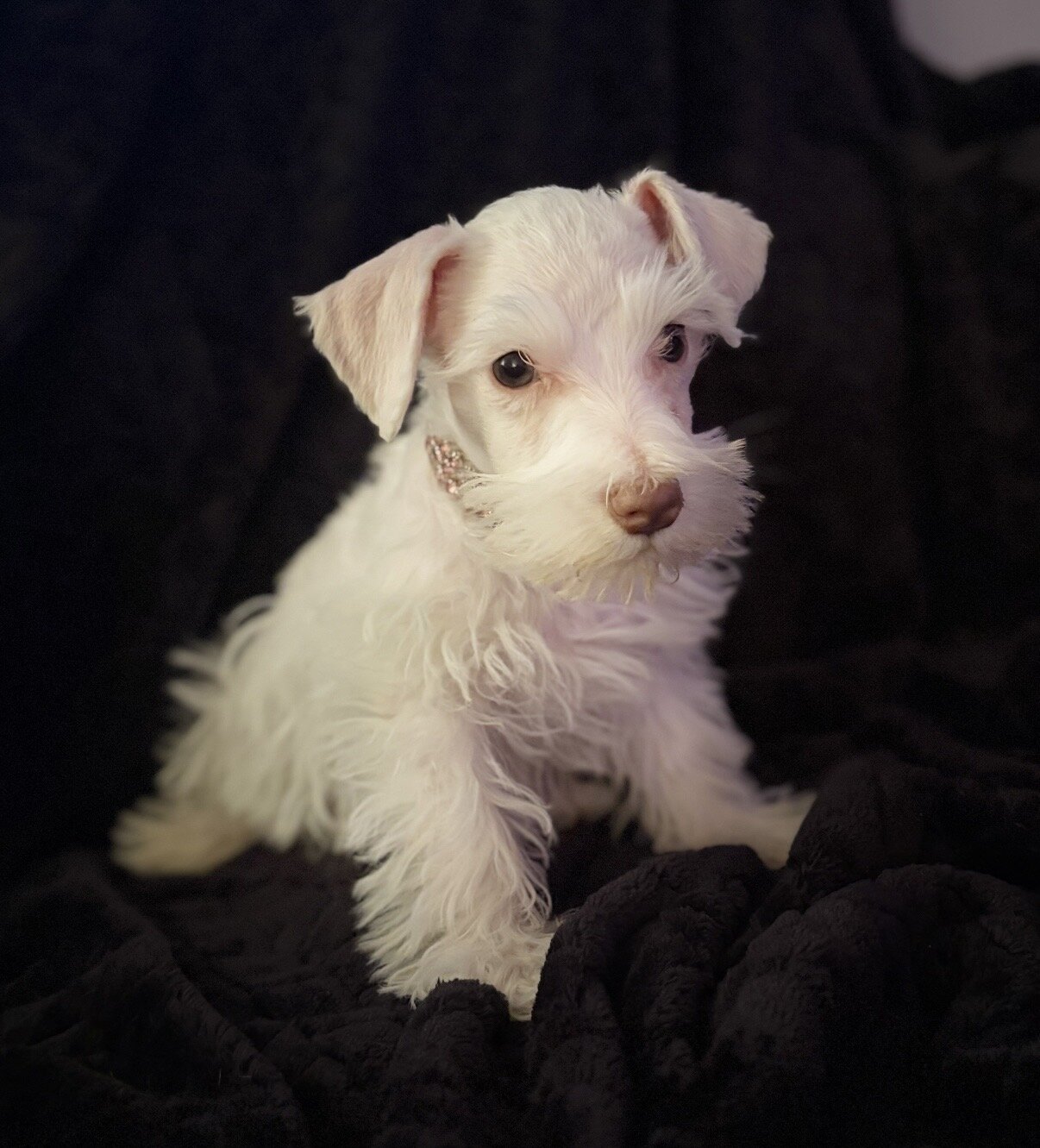Schnauzer puppies image 1