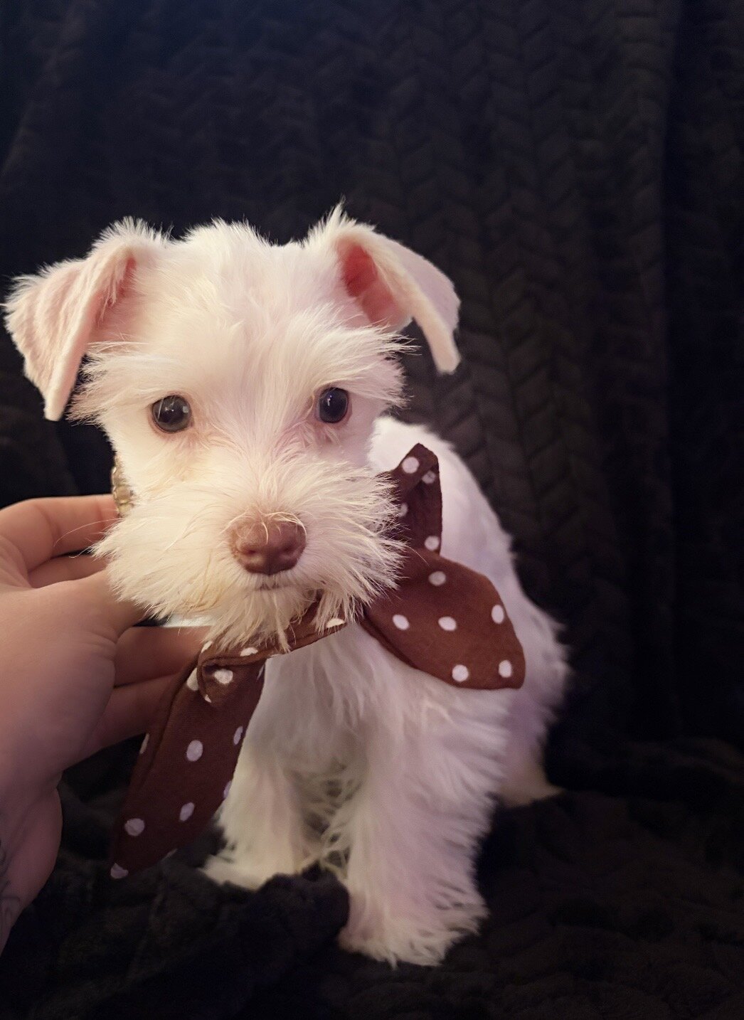 Schnauzer puppies image 2