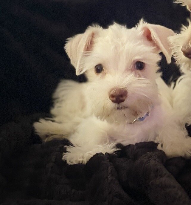 Schnauzer puppies image 3