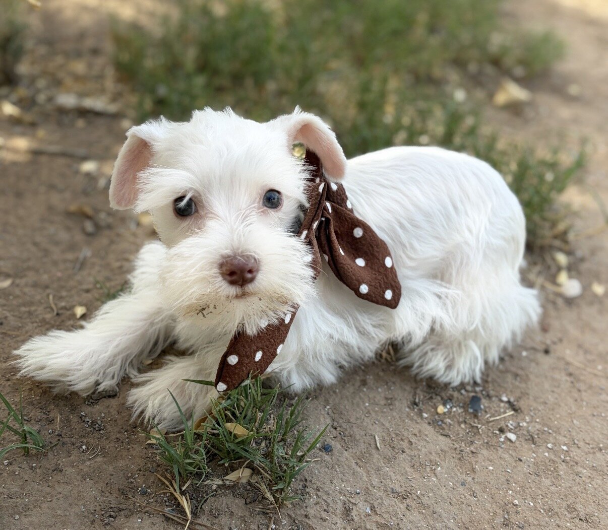 Schnauzer puppies image 4