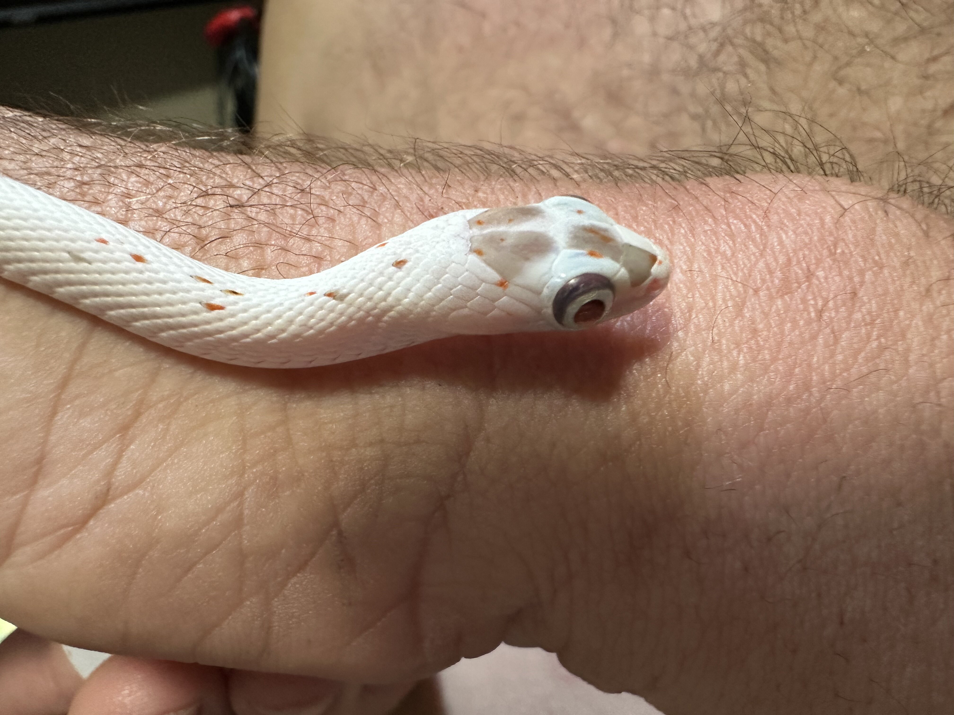 Palmetto Bug Eyed Corn snake image 2