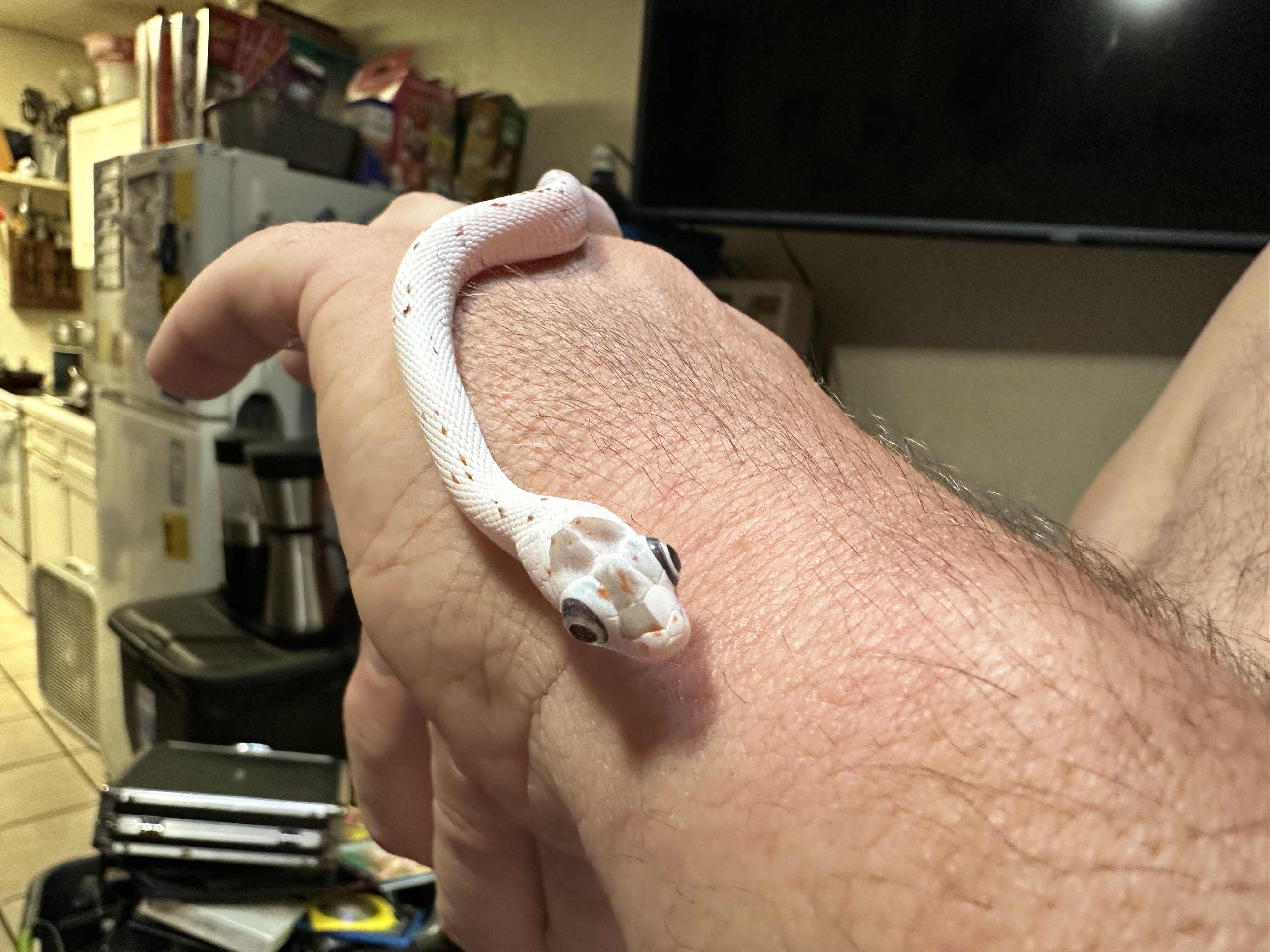 Palmetto Bug Eyed Corn snake image 1