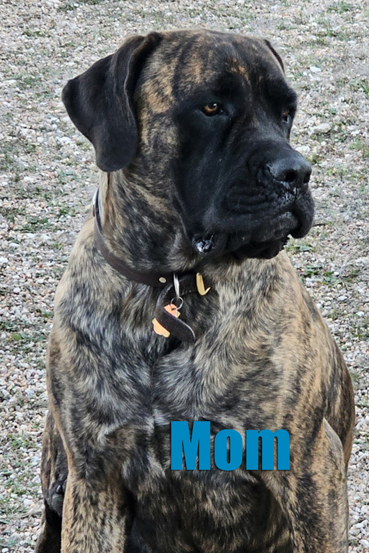 AKC English Mastiff Puppies image 2