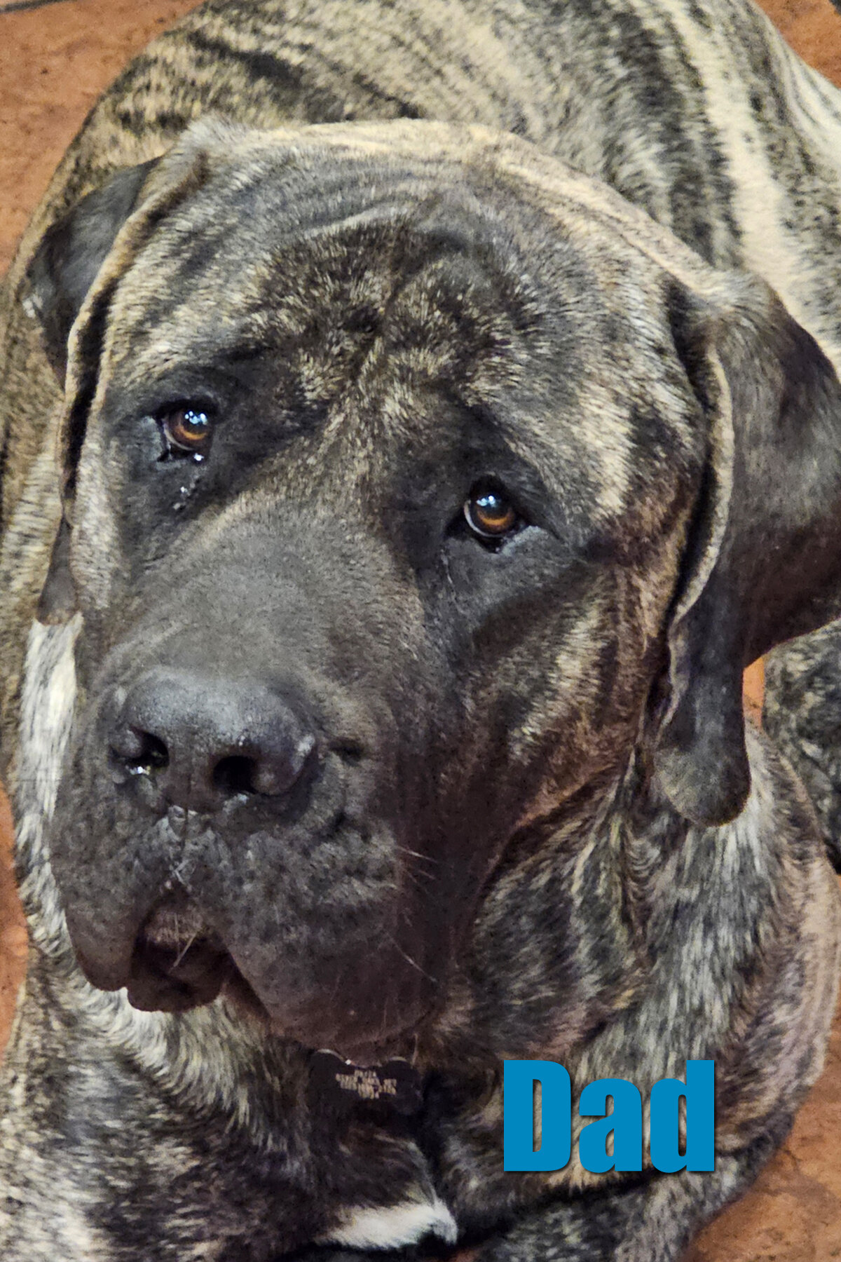 AKC English Mastiff Puppies image 1