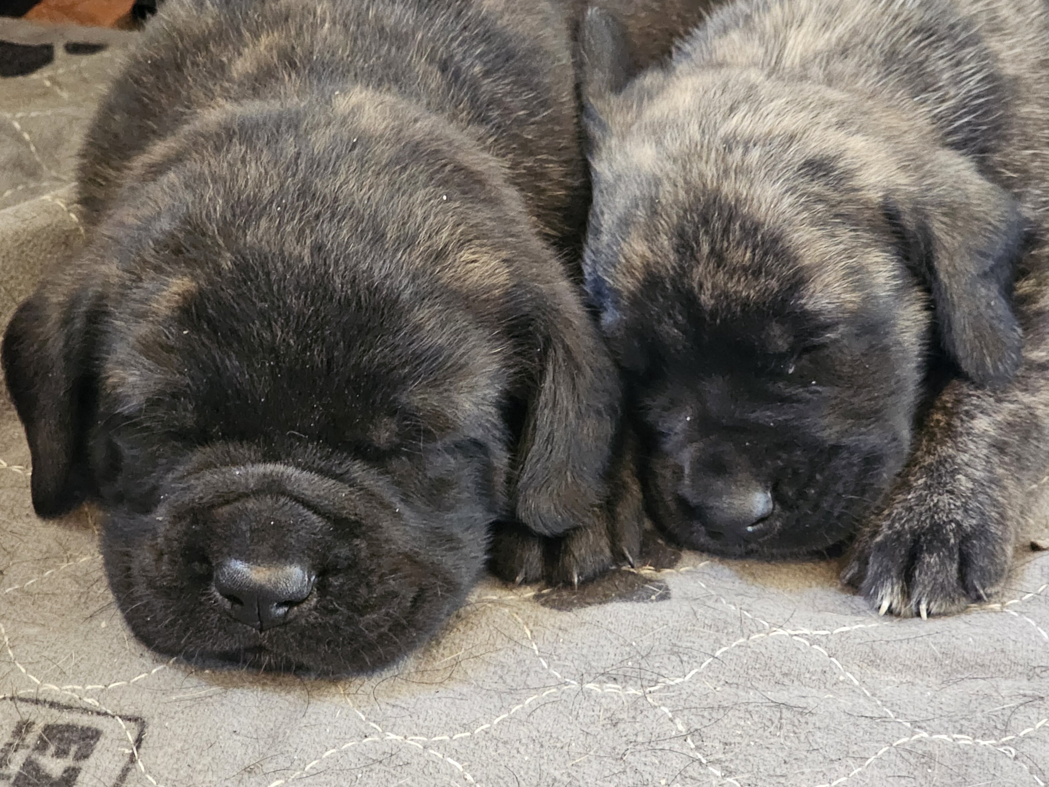 AKC English Mastiff Puppies image 3