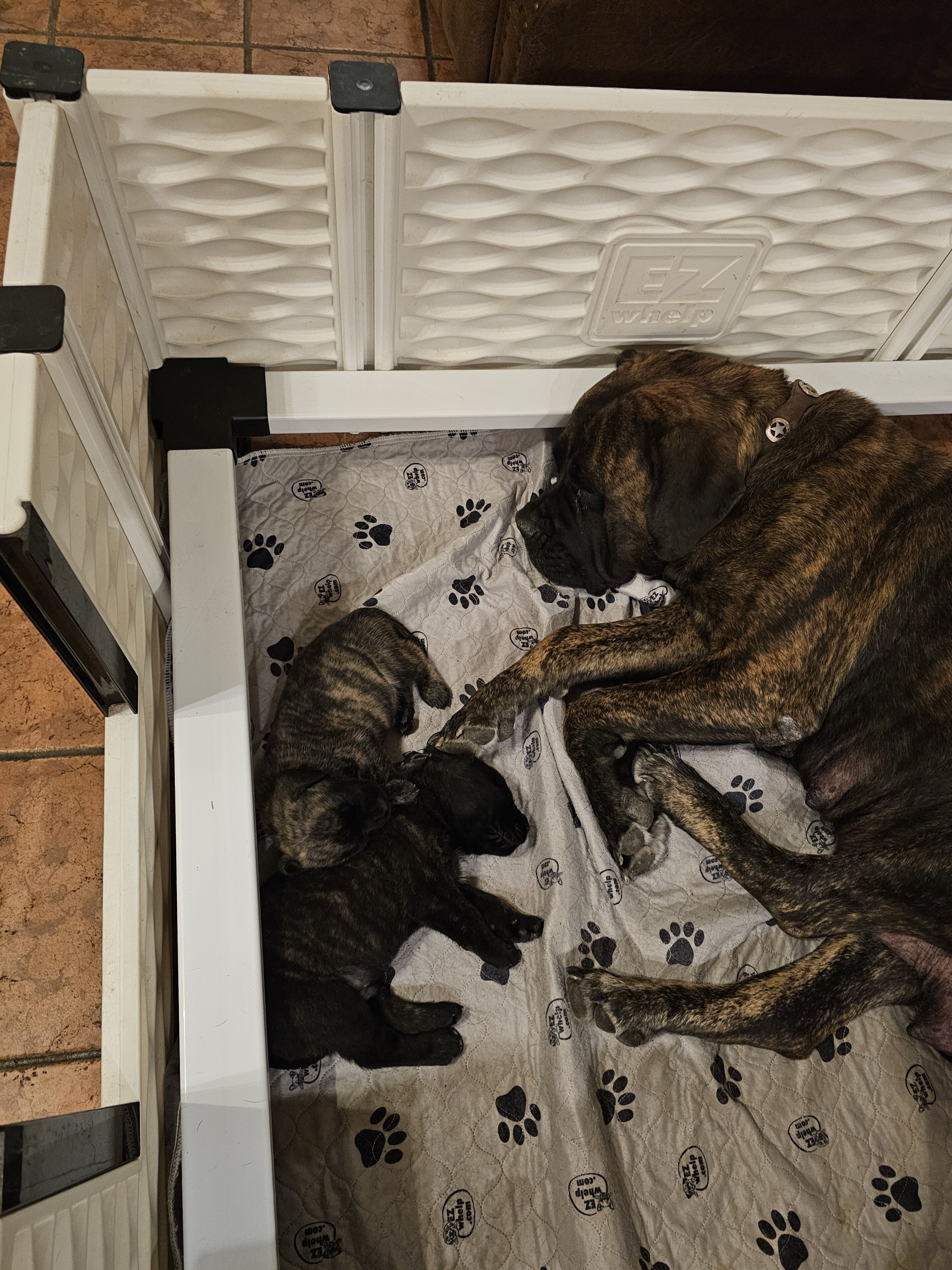 AKC English Mastiff Puppies image 9