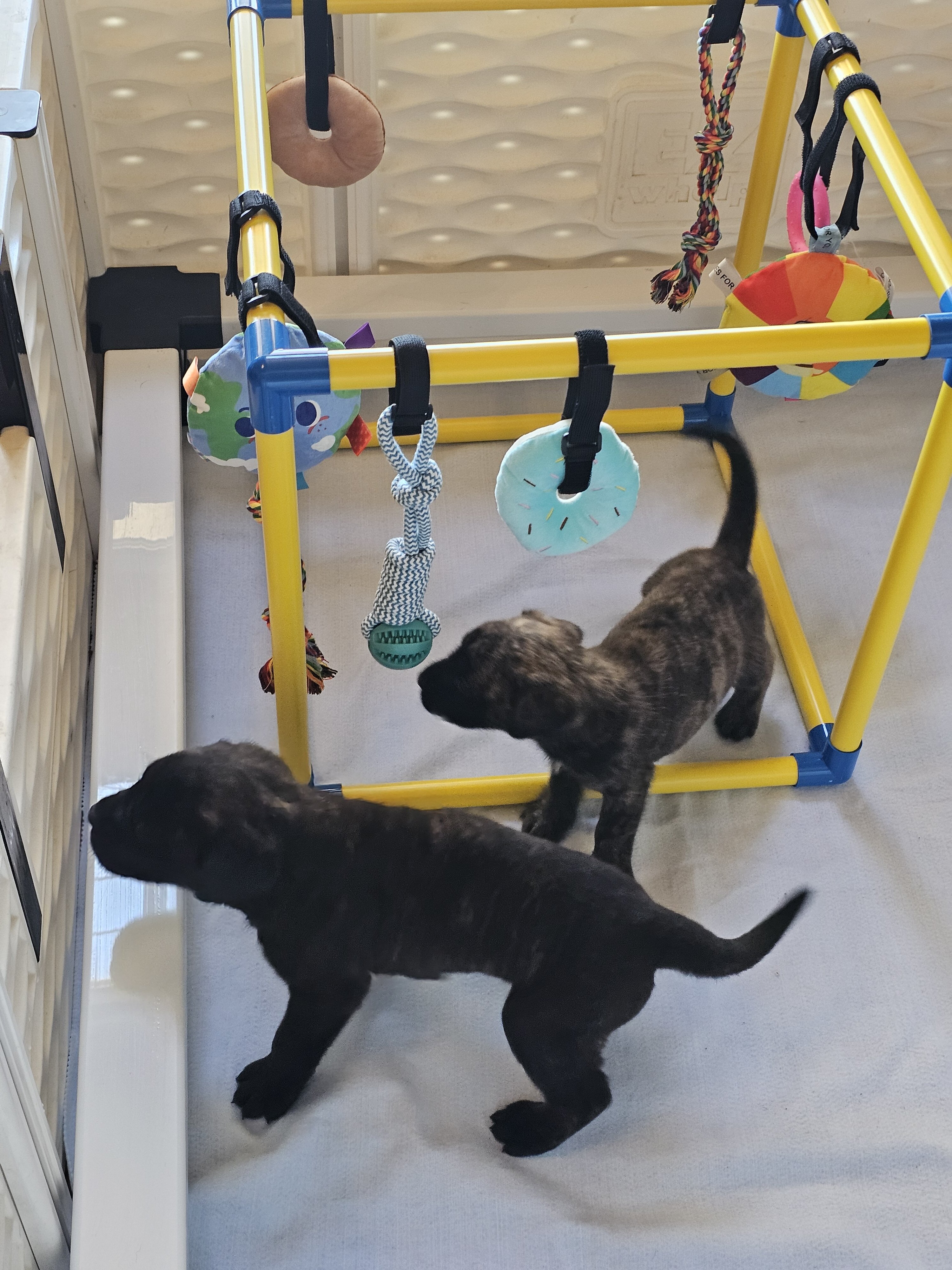 AKC English Mastiff Puppies image 4